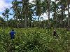 25001sqm Mixed use lot for Sale in Danao Bohol